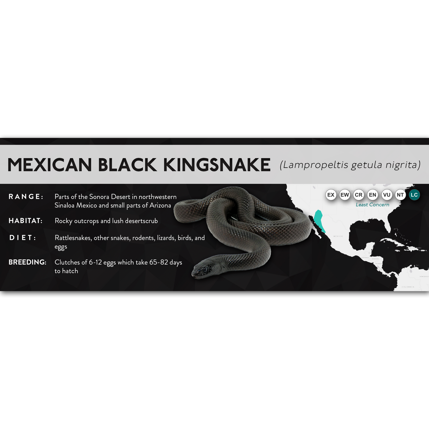 Mexican Black Kingsnake (Lampropeltis getula nigrita) - X Label