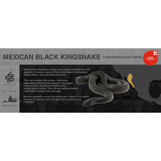 Mexican Black Kingsnake (Lampropeltis getula nigrita) - Black Series Vivarium Label