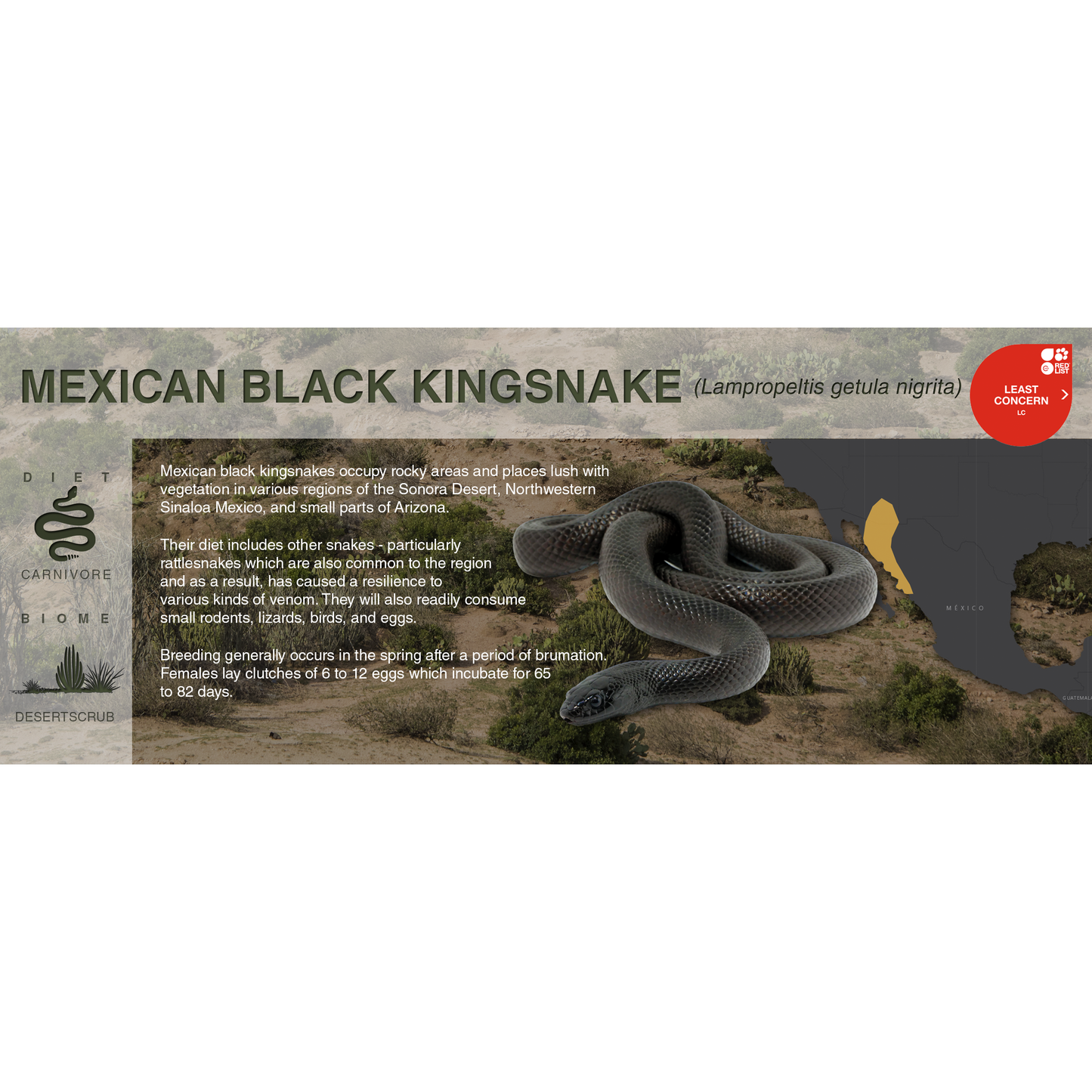 Mexican Black Kingsnake (Lampropeltis getula nigrita) - Black Series Vivarium Label