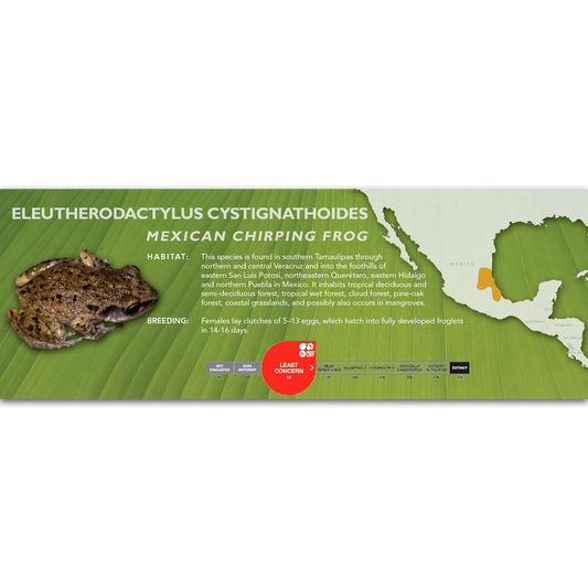 Mexican Chirping Frog (Eleutherodactylus cystignathoides) - Classic Vivarium Label
