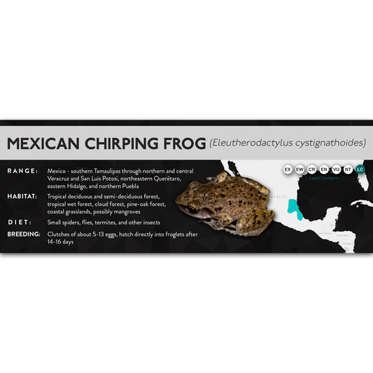 Mexican Chirping Frog (Eleutherodactylus cystignathoides) - X Label