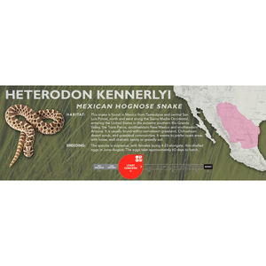 Mexican Hognose Snake (Heterodon kennerlyi) Standard Vivarium Label