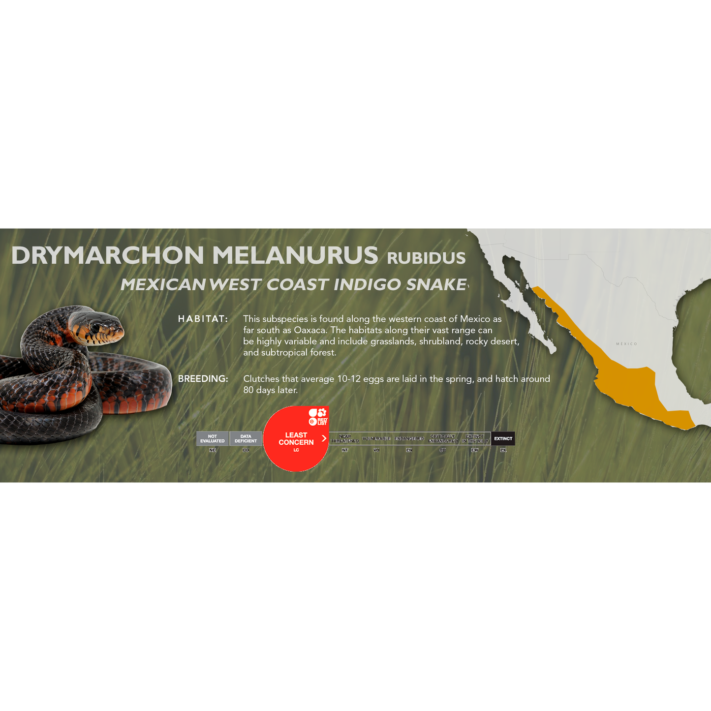 Mexican West Coast Indigo Snake (Drymarchon melanurus rubidus) Classic Vivarium Label