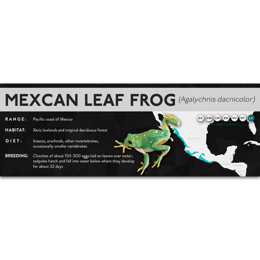 Mexican Leaf Frog (Agalychnis dacnicolor) - X Label