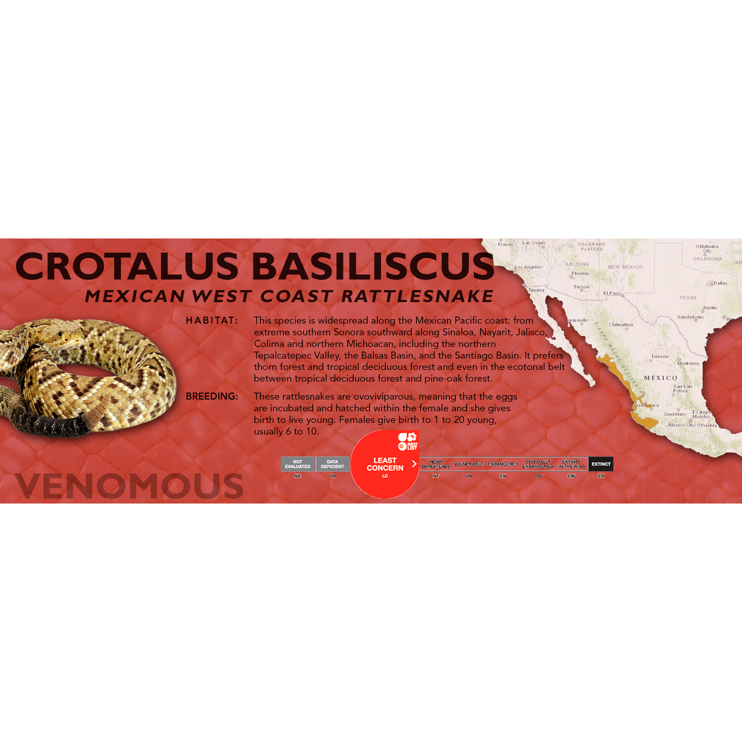 Mexican West Coast Rattlesnake (Crotalus basiliscus) Standard Vivarium Label