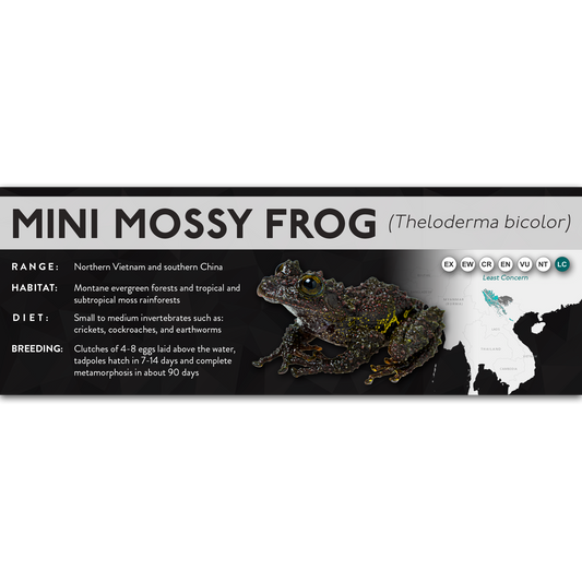 Mini Mossy Frog (Theloderma bicolor) - X Label
