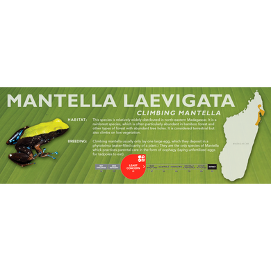 Mantella laevigata (Climbing Mantella) - Standard Vivarium Label