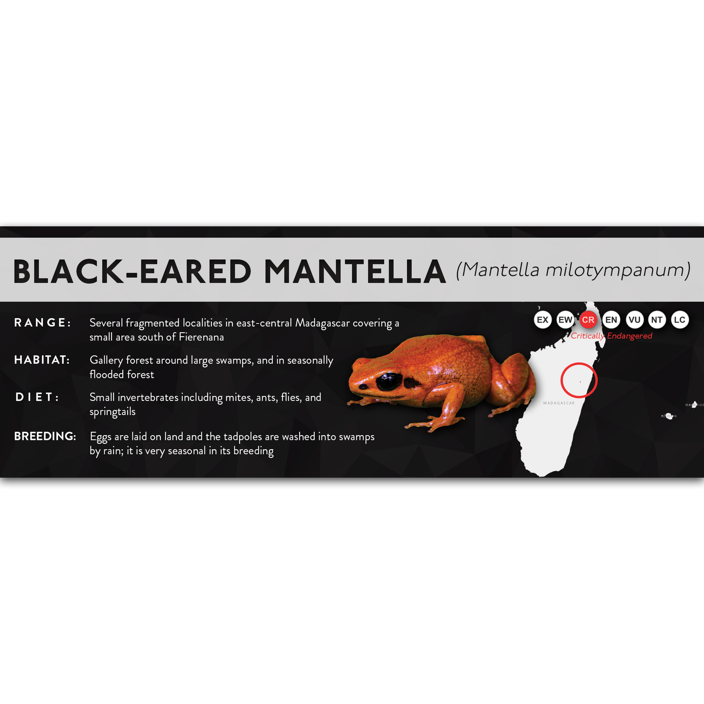Black-Eared Mantella (Mantella milotympanum) - X Label