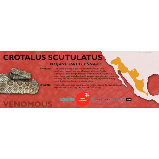 Mojave Rattlesnake (Crotalus scutulatus) Classic Vivarium Label