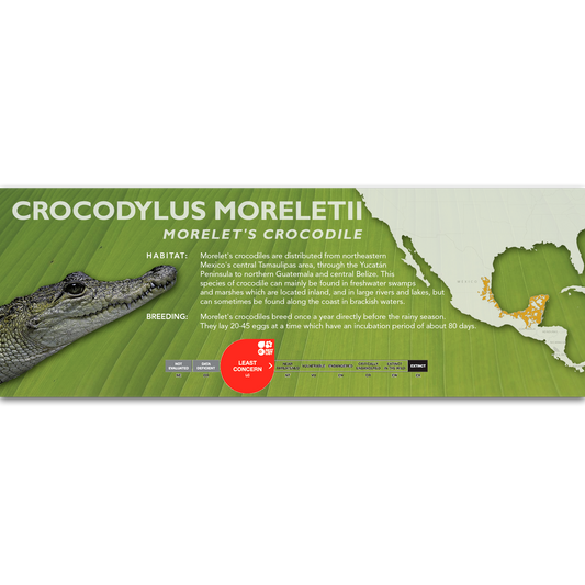 Morelet's Crocodile (Crocodylus moreletii) - Classic Vivarium Label
