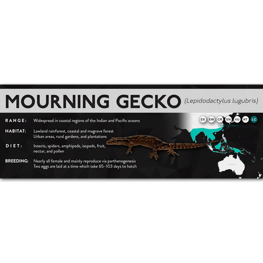 Mourning Gecko (Lepidodactylus lugubris) - X Label