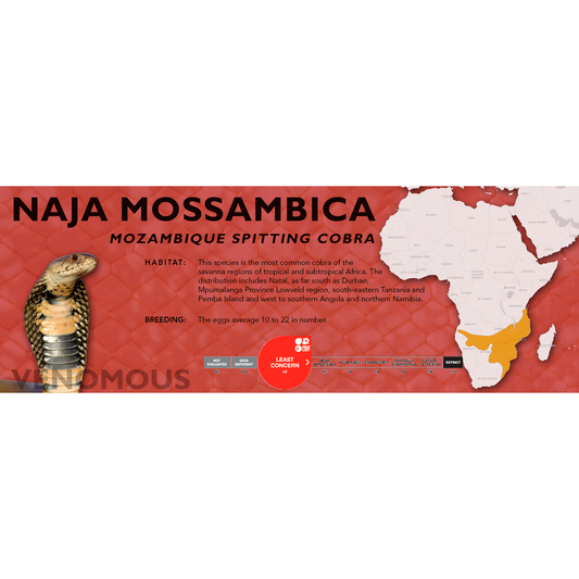 Mozambique Spitting Cobra (Naja mossambica) Classic Vivarium Label