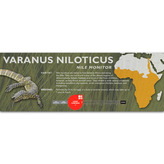 Nile Monitor (Varanus niloticus) Classic Vivarium Label