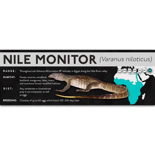Nile Monitor (Varanus niloticus) - X Label
