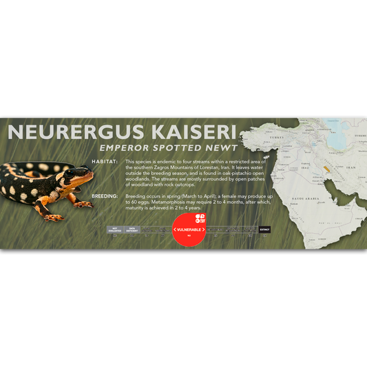 Emperor Spotted Newt (Neurergus kaiseri) - Classic Vivarium Label
