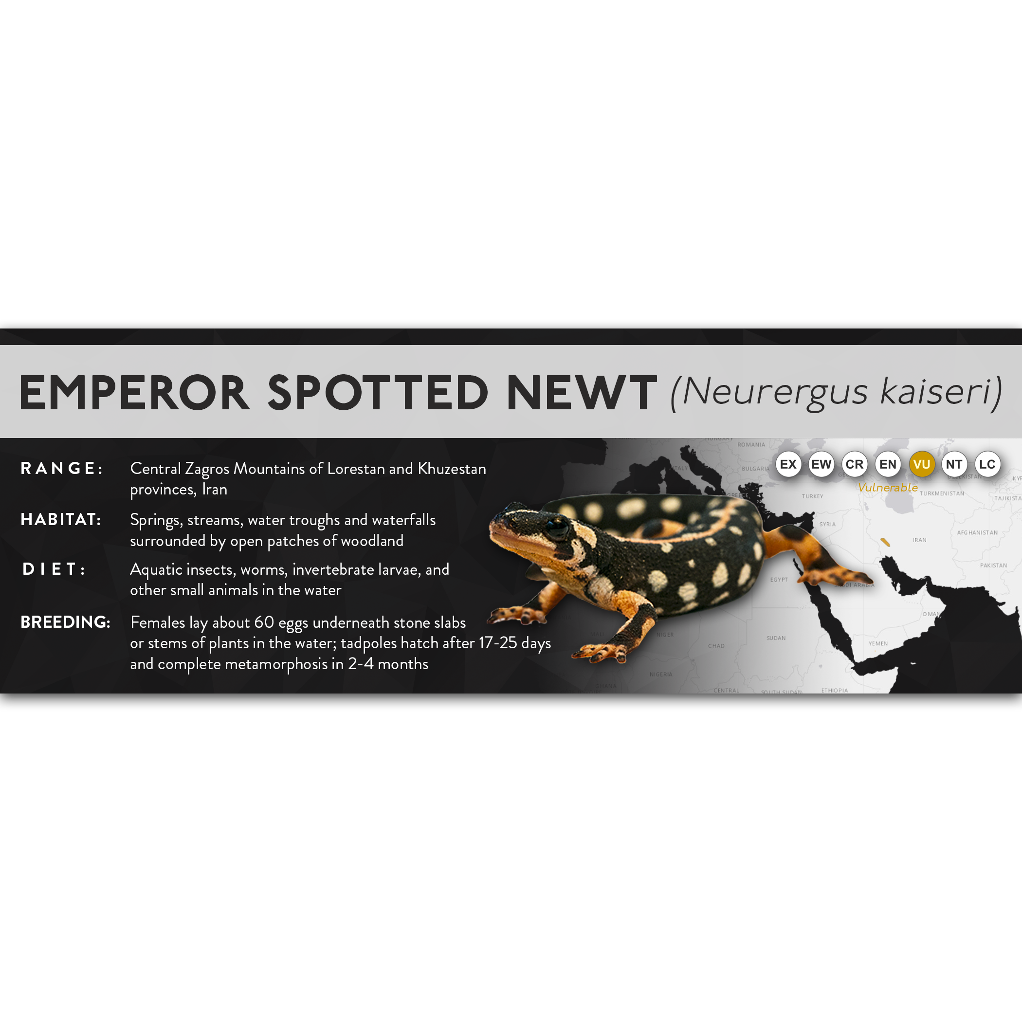 Newt Labelling Emperor Spotted Newt (Neurergus kaiseri) - X Label – Cloud Forest Design