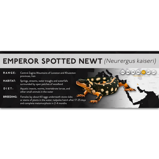 Emperor Spotted Newt (Neurergus kaiseri) - X Label