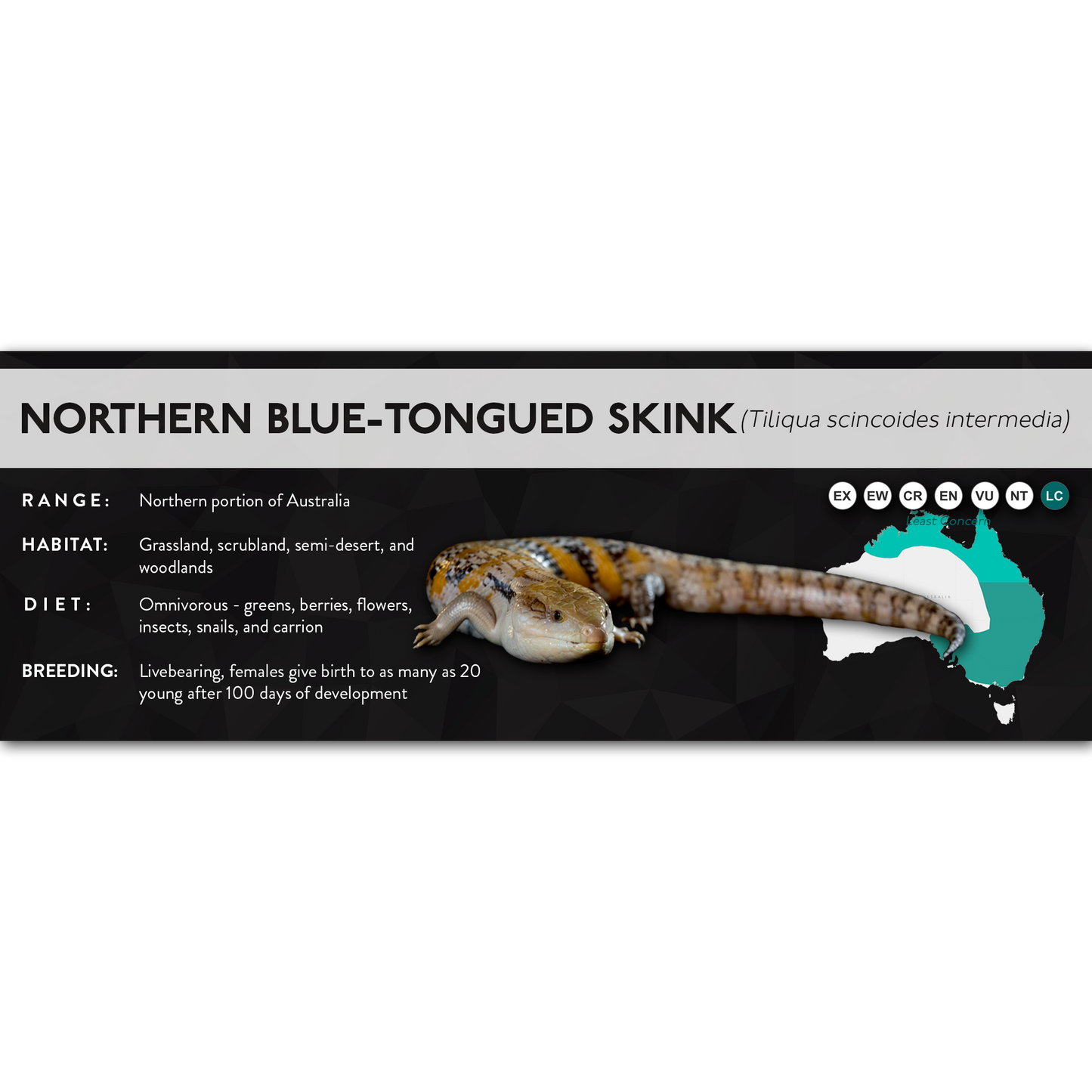 Northern Blue-Tongued Skink (Tiliqua scincoides intermedia) - X Label