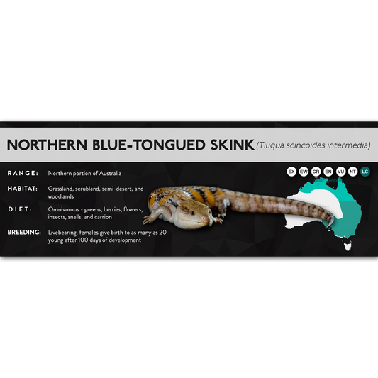 Northern Blue-Tongued Skink (Tiliqua scincoides intermedia) - X Label