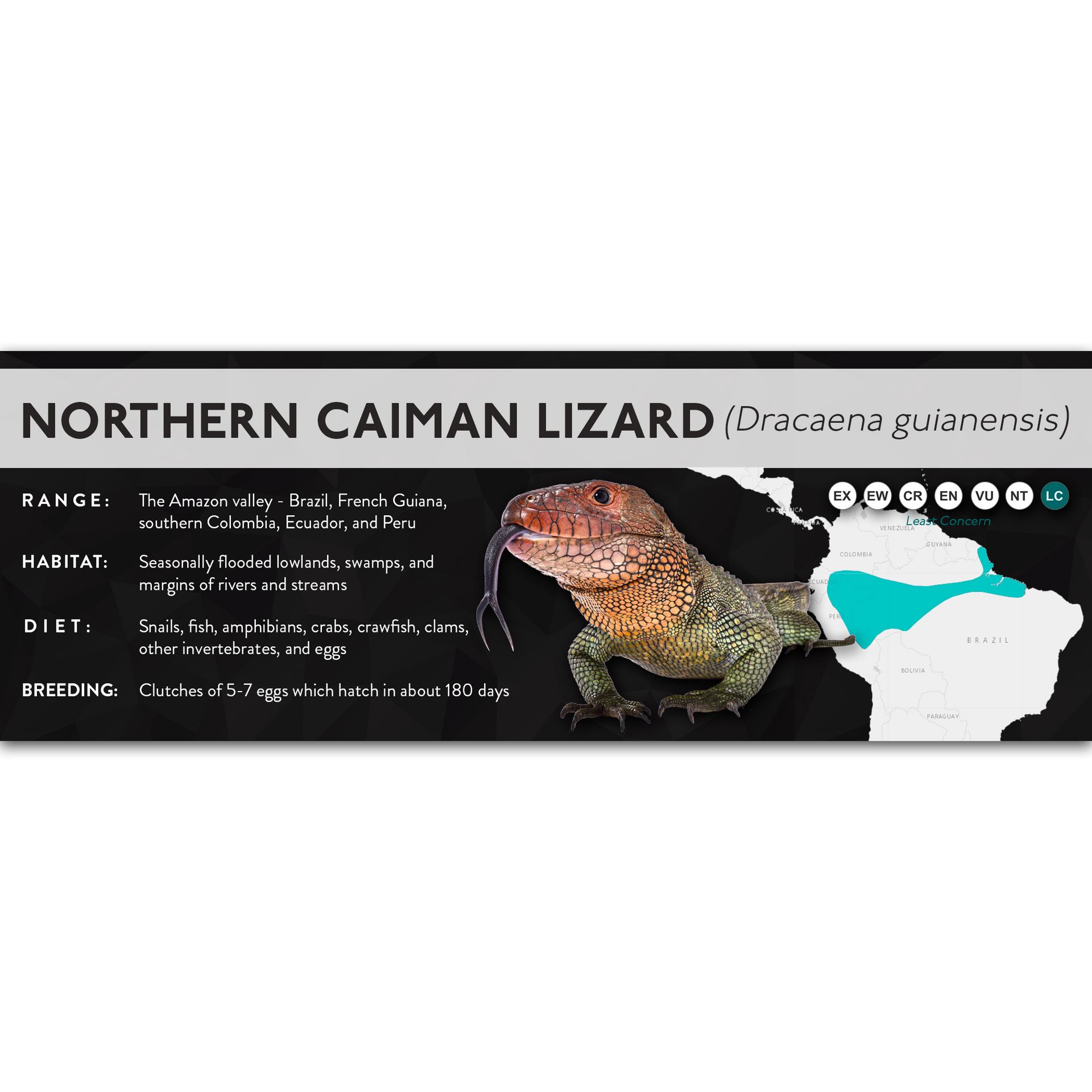caiman lizard dracaena guianensis Northern Caiman Lizard (Dracaena guianensis)
