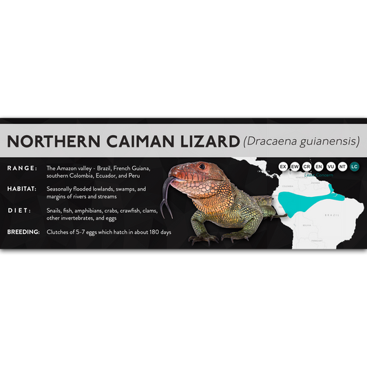 Northern Caiman Lizard (Dracaena guianensis) - X Label