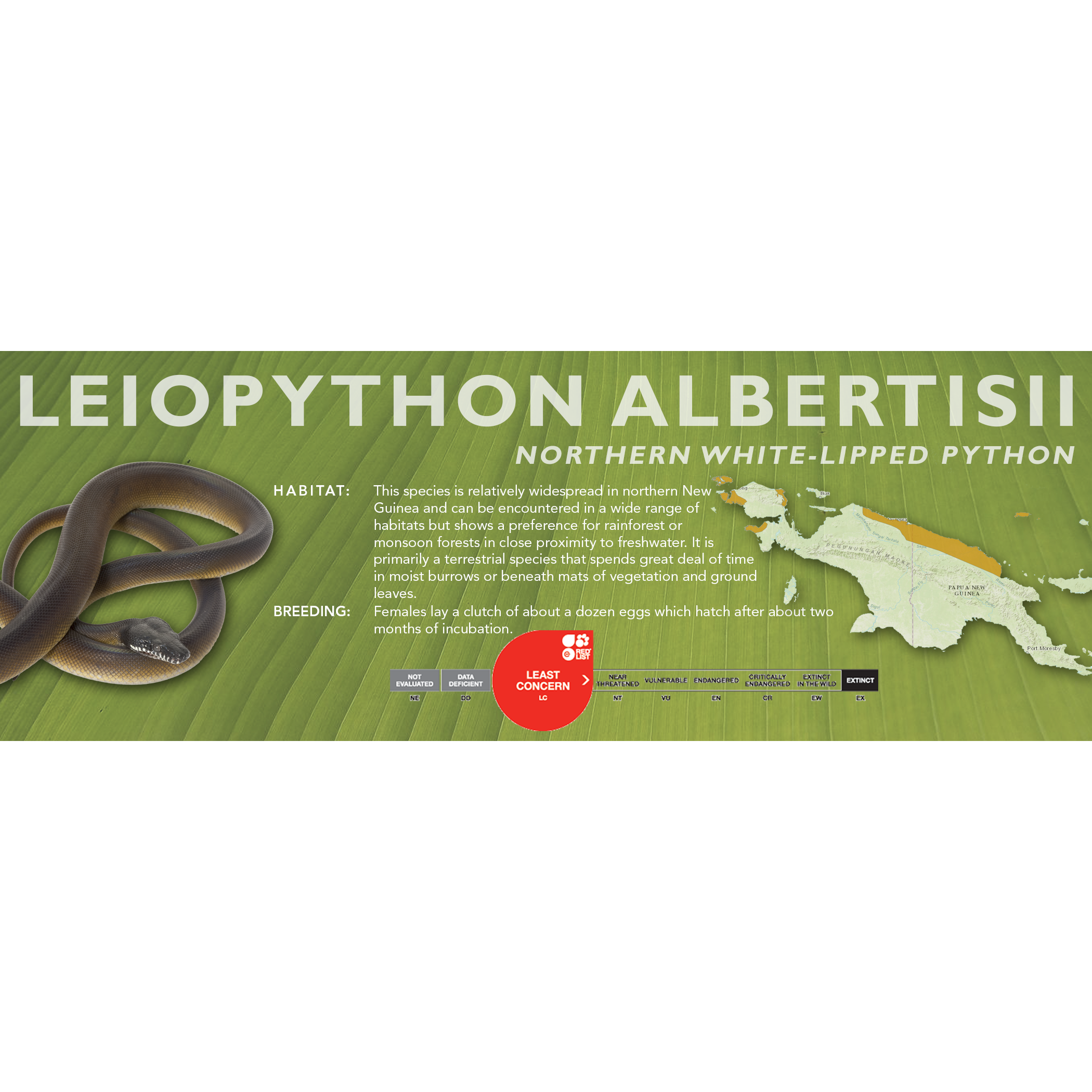 Northern White-Lipped Python (Leiopython albertisii) Classic Vivarium ...