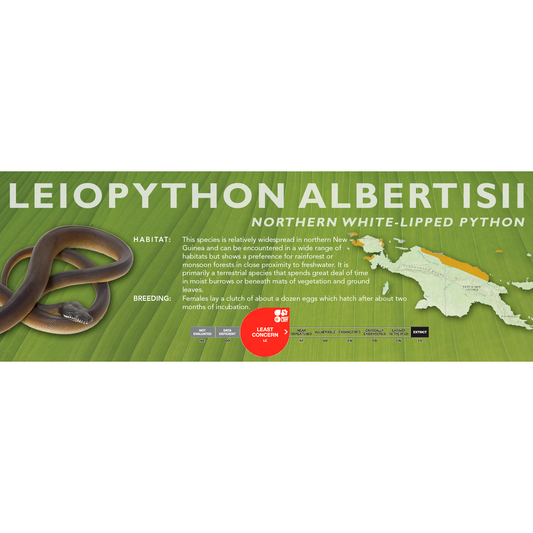 Northern White-Lipped Python (Leiopython albertisii) Classic Vivarium Label