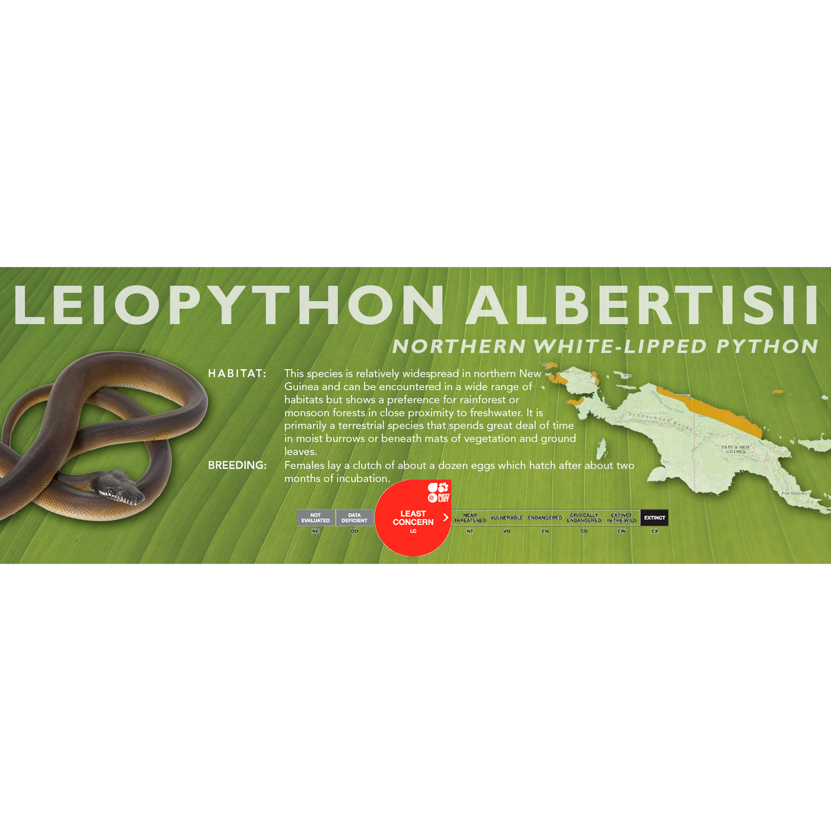 Northern White-Lipped Python (Leiopython albertisii) Standard Vivarium ...