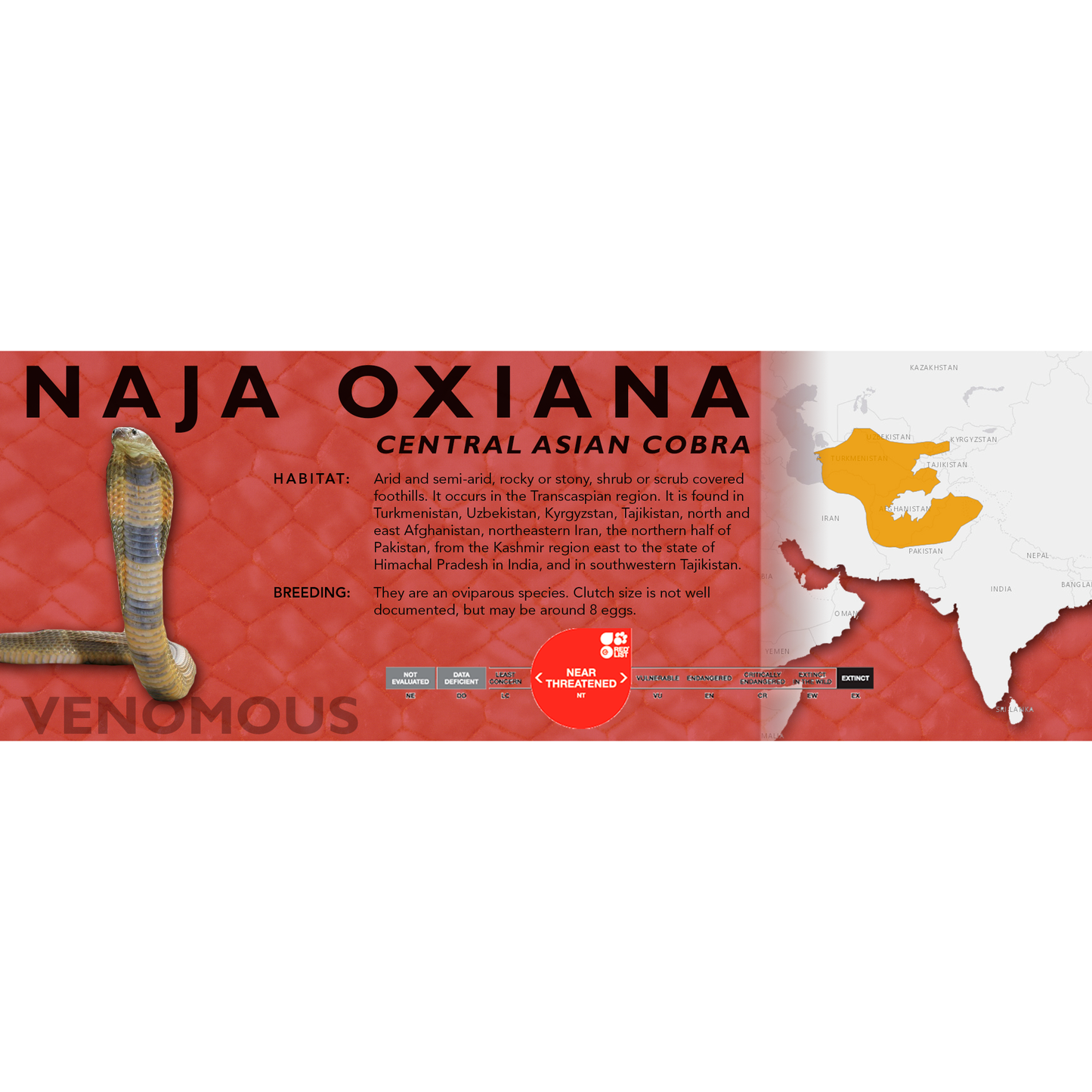 Central Asian Cobra (Naja oxiana) Classic Vivarium Label