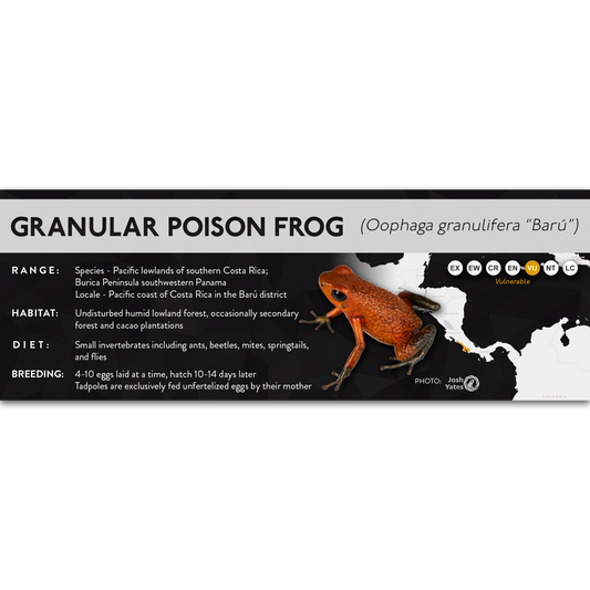 Granular Poison Frog (Oophaga granulifera) - X Label