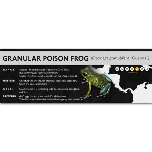 Granular Poison Frog (Oophaga granulifera) - X Label