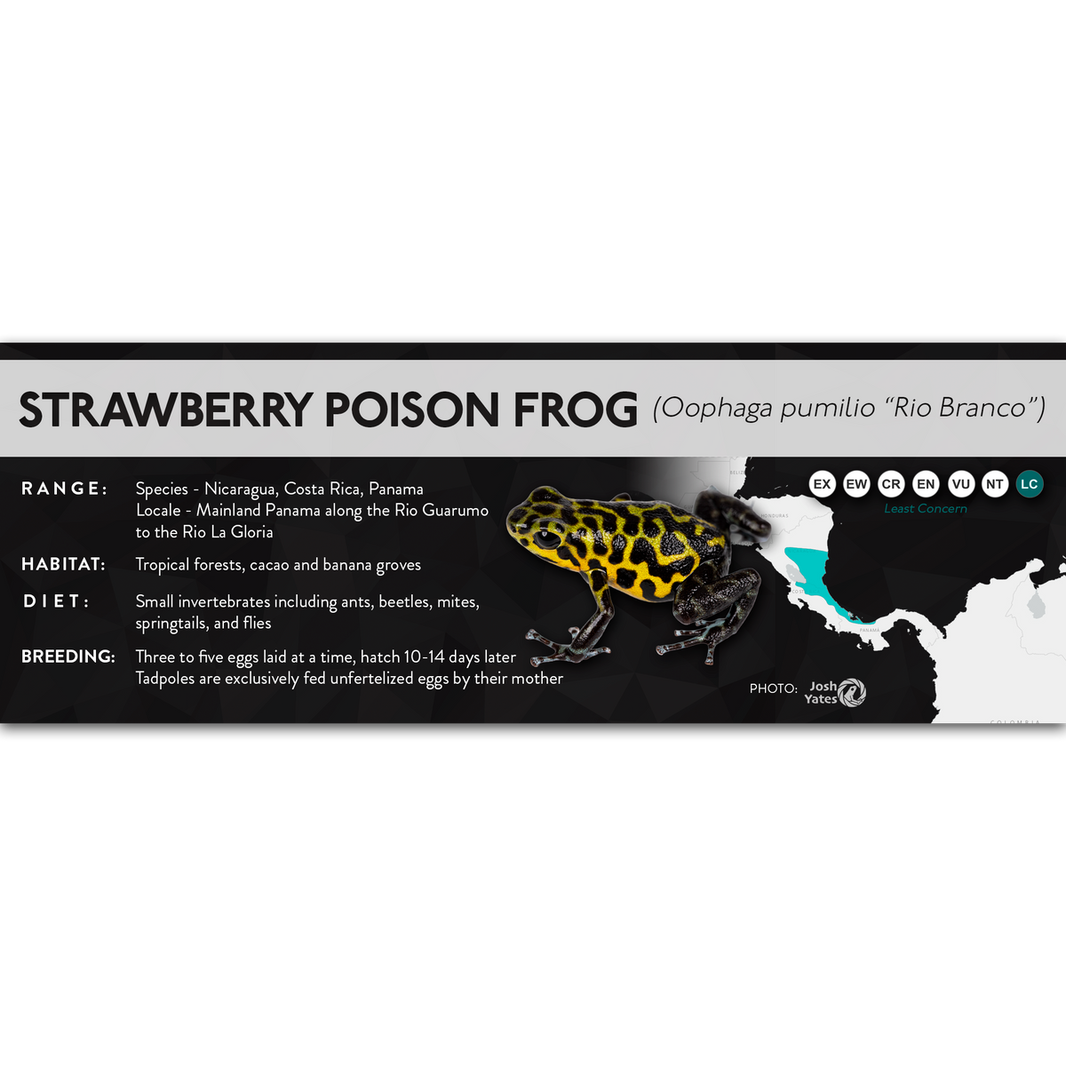 Strawberry Poison Frog (Oophaga pumilio) - X Label