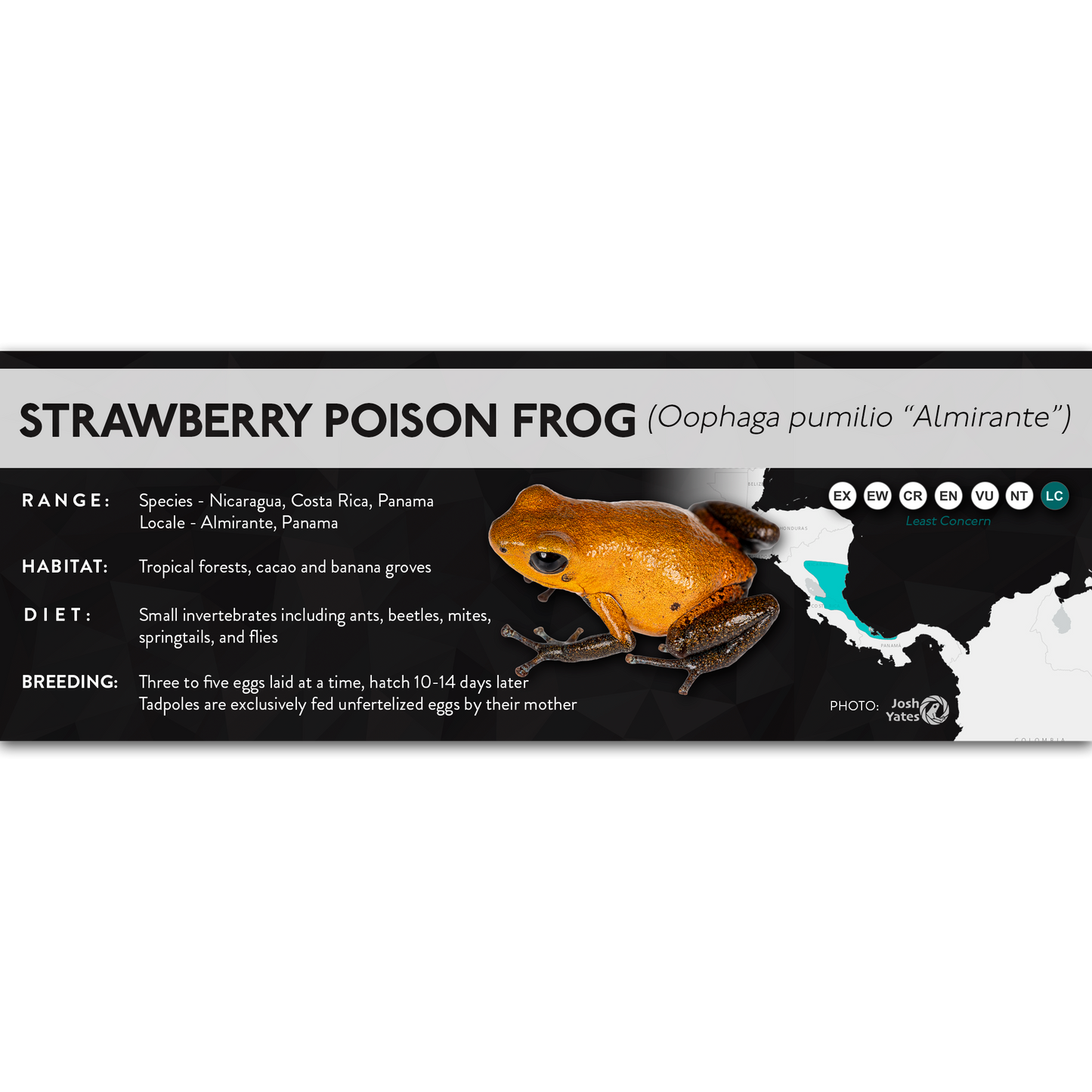 Strawberry Poison Frog (Oophaga pumilio) - X Label