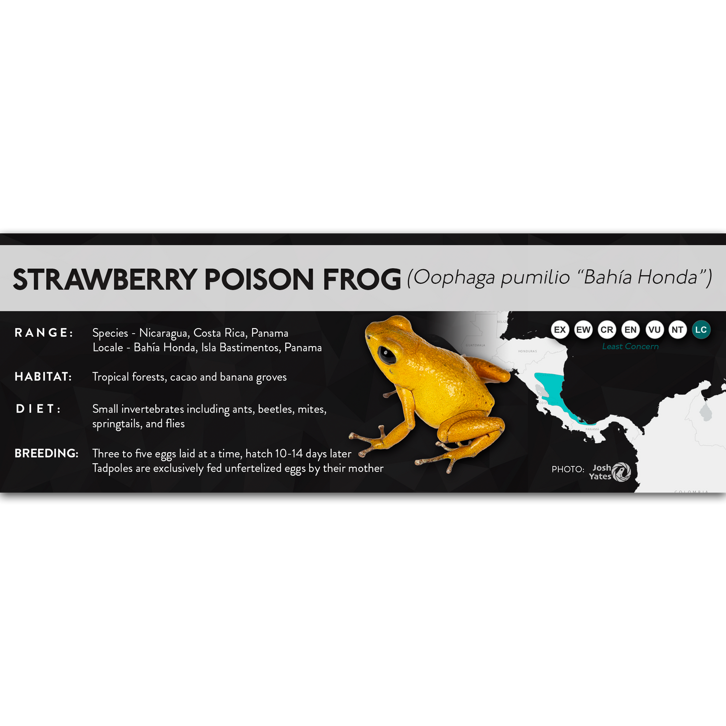 Strawberry Poison Frog (Oophaga pumilio) - X Label