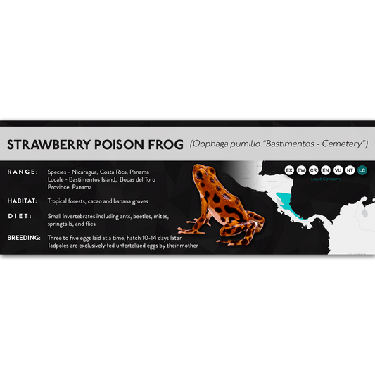 Strawberry Poison Frog (Oophaga pumilio) - X Label