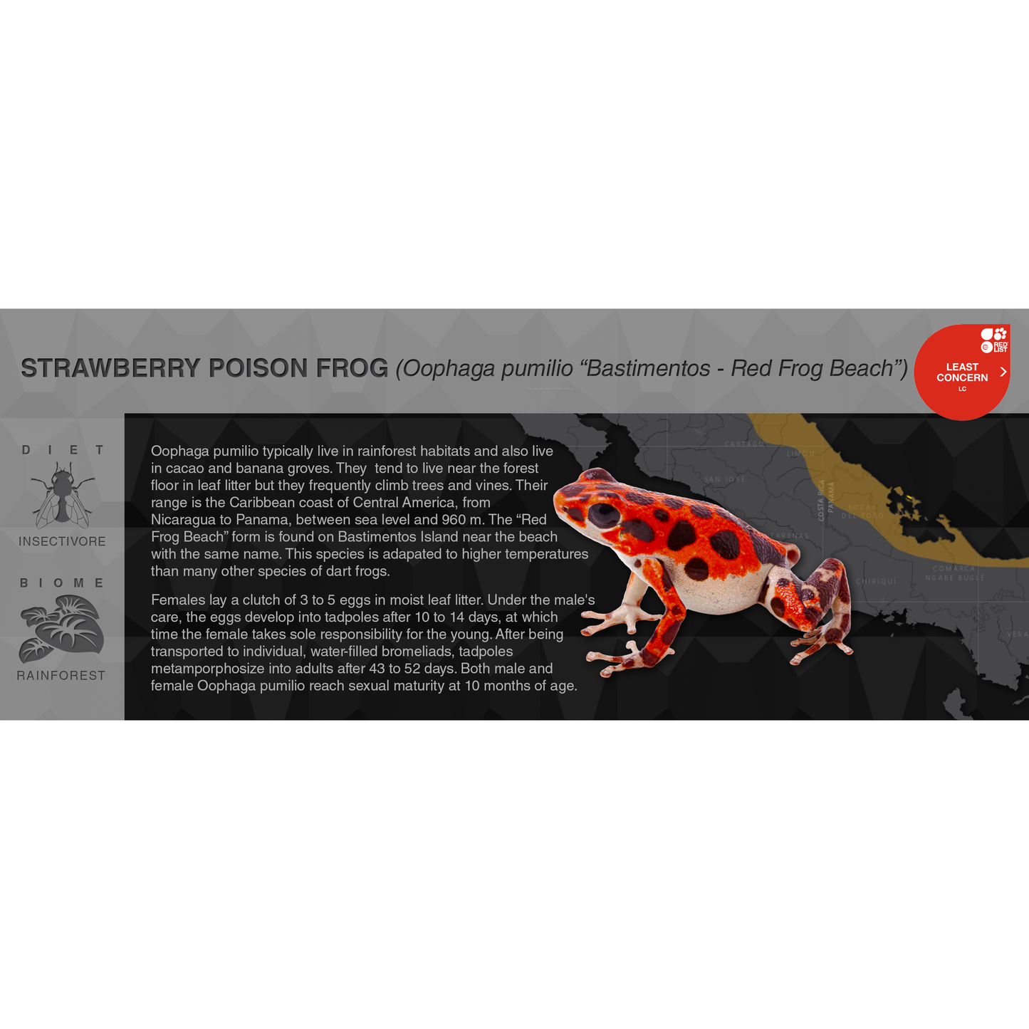 Strawberry Poison Frog (Oophaga pumilio) - Black Series Vivarium Label