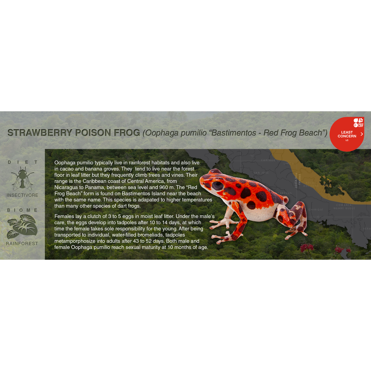 Strawberry Poison Frog (Oophaga pumilio) - Black Series Vivarium Label