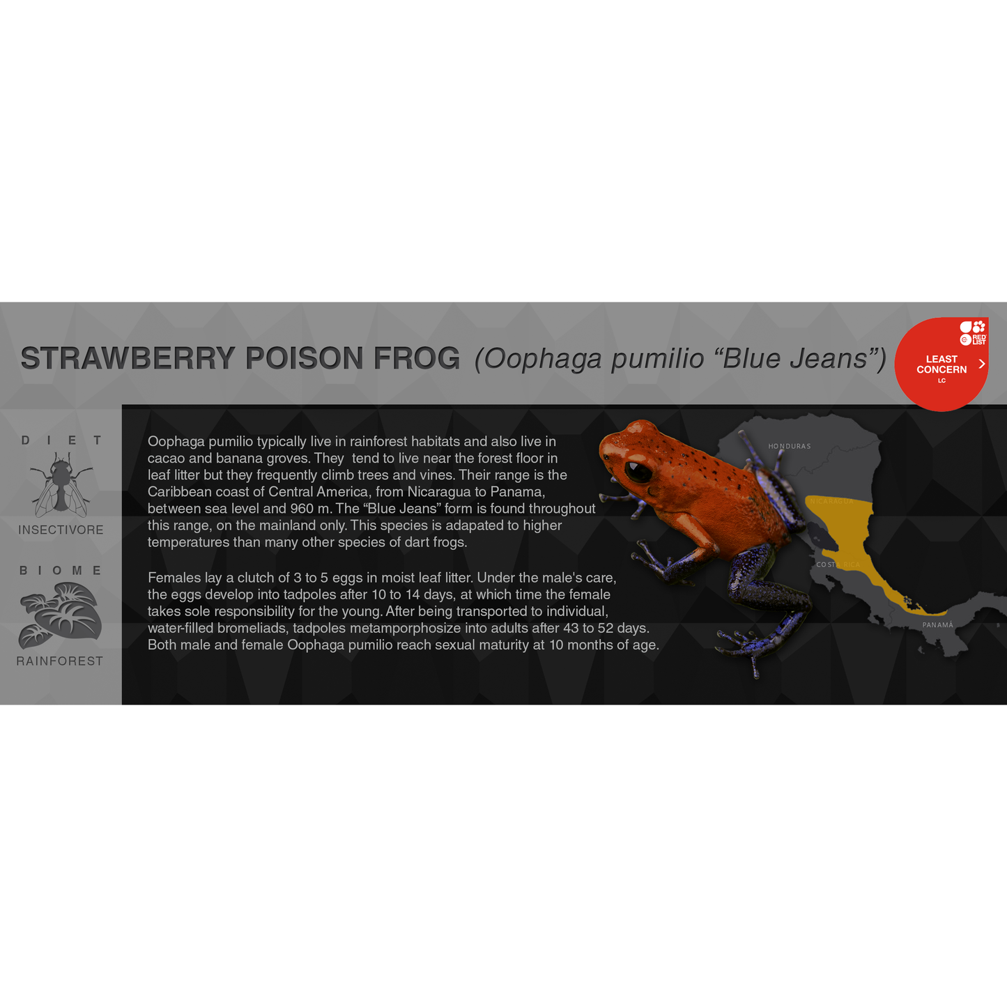 Strawberry Poison Frog (Oophaga pumilio) - Black Series Vivarium Label