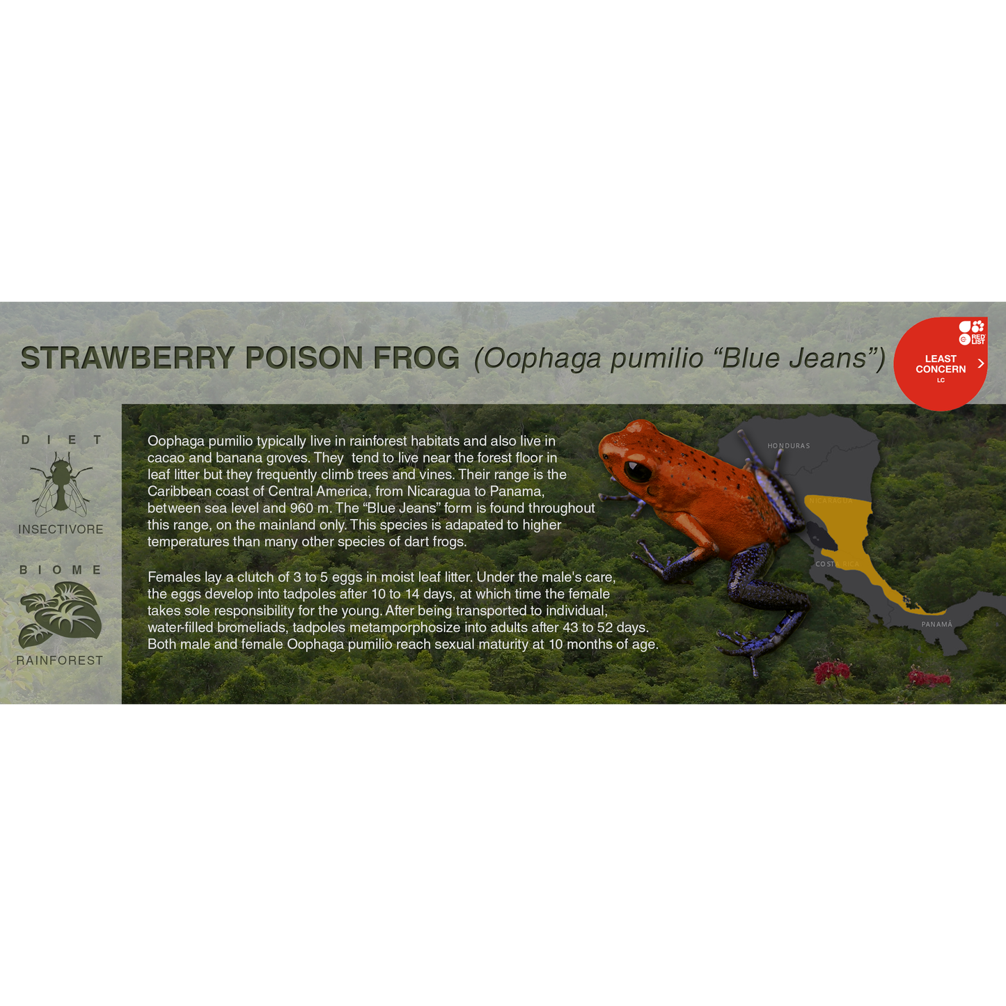 Strawberry Poison Frog (Oophaga pumilio) - Black Series Vivarium Label