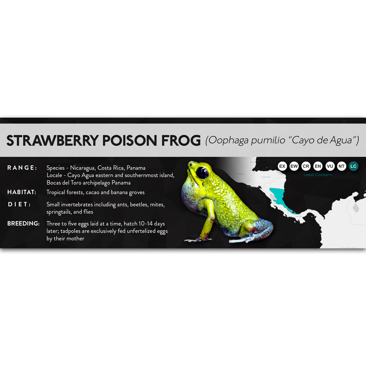 Strawberry Poison Frog (Oophaga pumilio) - X Label