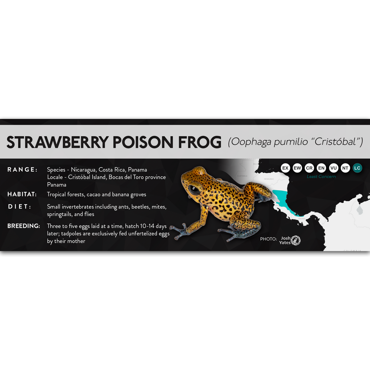 Strawberry Poison Frog (Oophaga pumilio) - X Label
