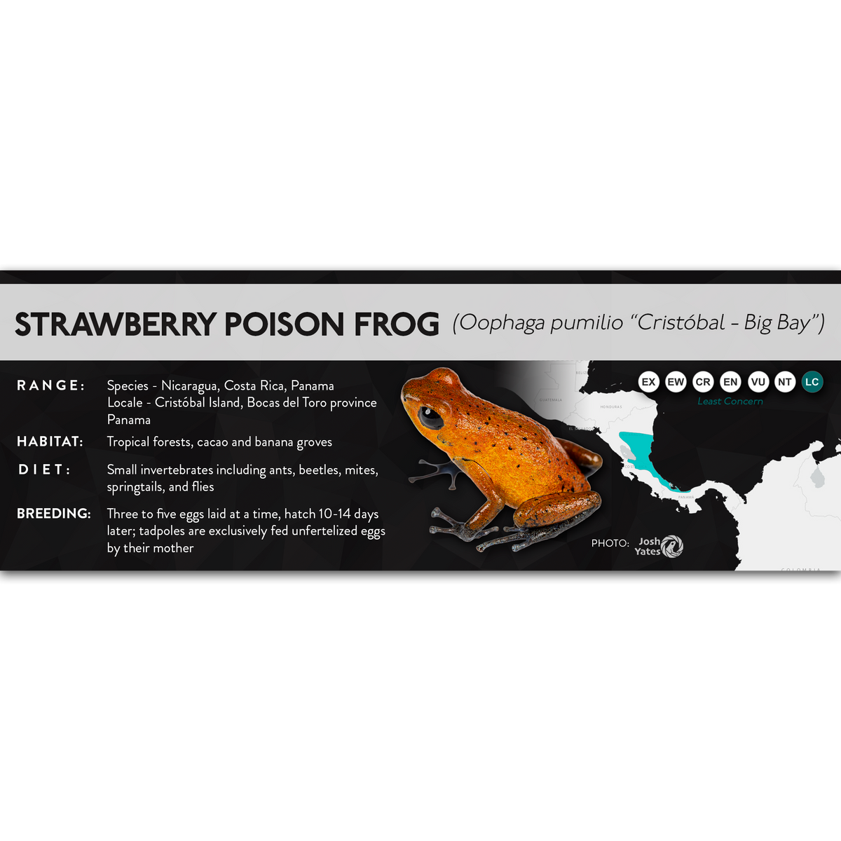 Strawberry Poison Frog (Oophaga pumilio) - X Label