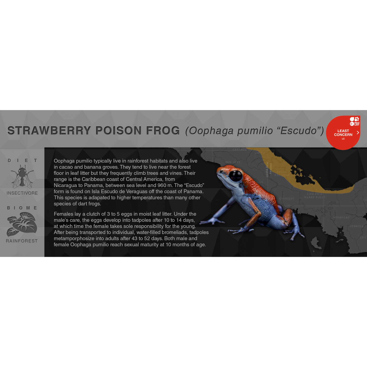 Strawberry Poison Frog (Oophaga pumilio) - Black Series Vivarium Label