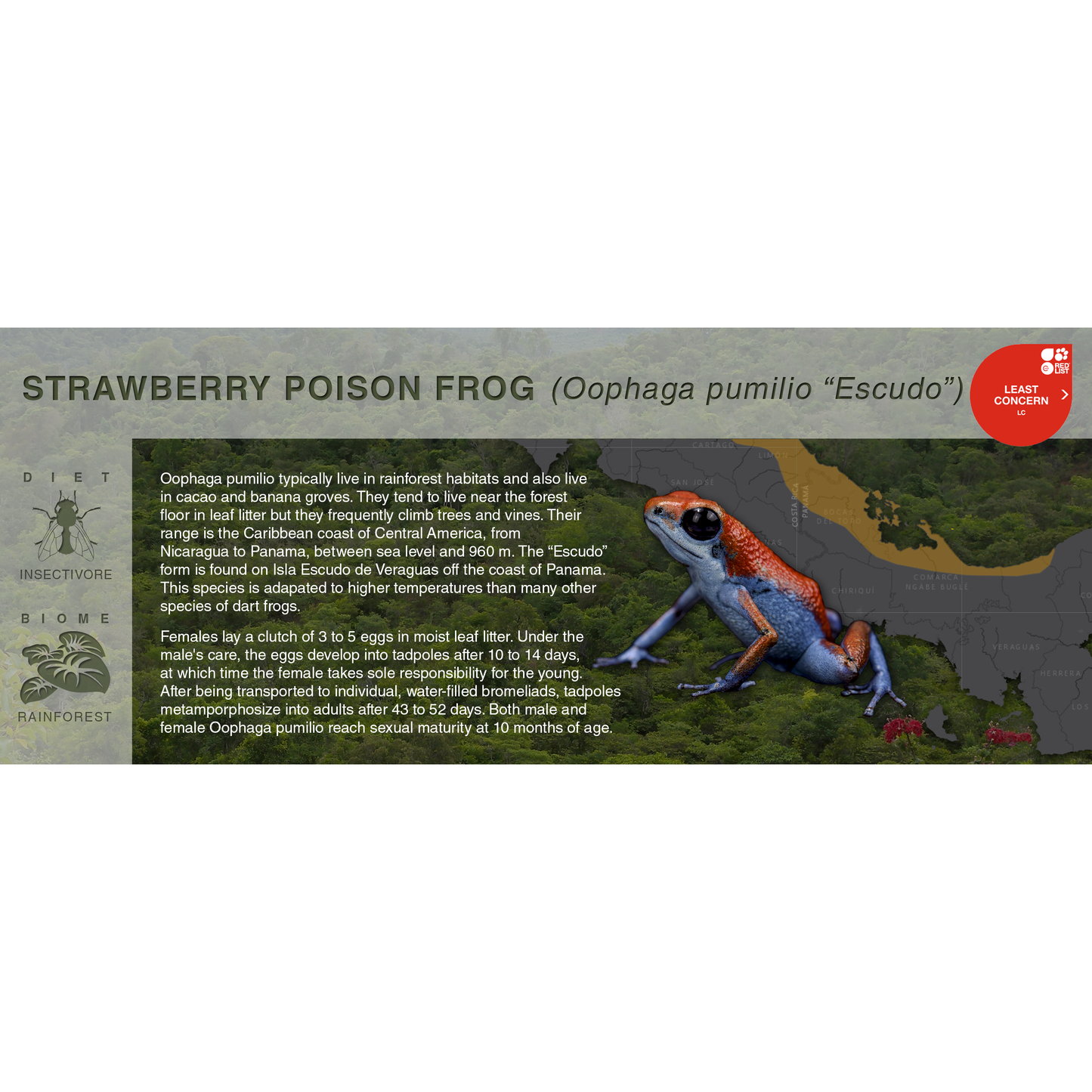 Strawberry Poison Frog (Oophaga pumilio) - Black Series Vivarium Label