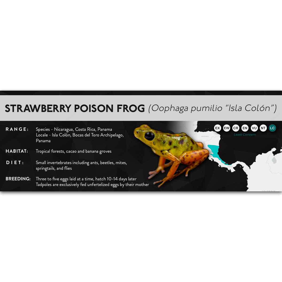 Strawberry Poison Frog (Oophaga pumilio) - X Label