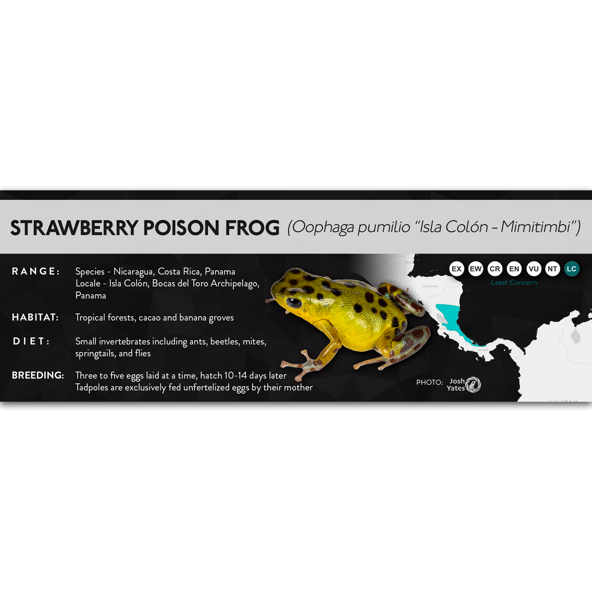 Strawberry Poison Frog (Oophaga pumilio) - X Label