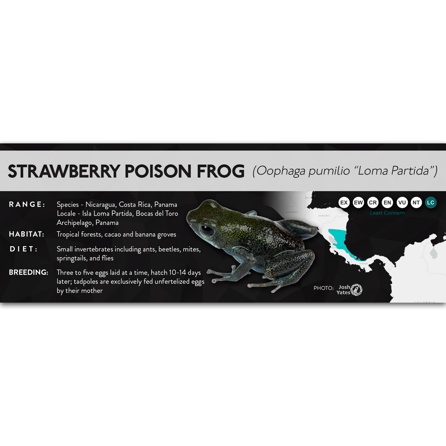 Strawberry Poison Frog (Oophaga pumilio) - X Label