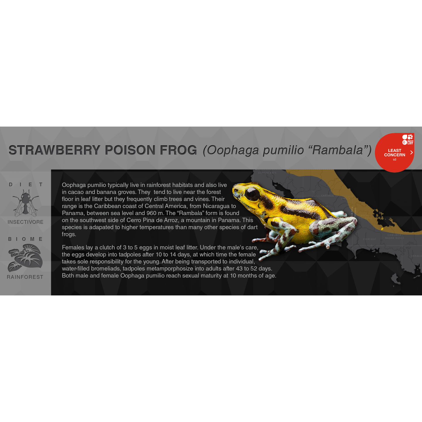 Strawberry Poison Frog (Oophaga pumilio) - Black Series Vivarium Label