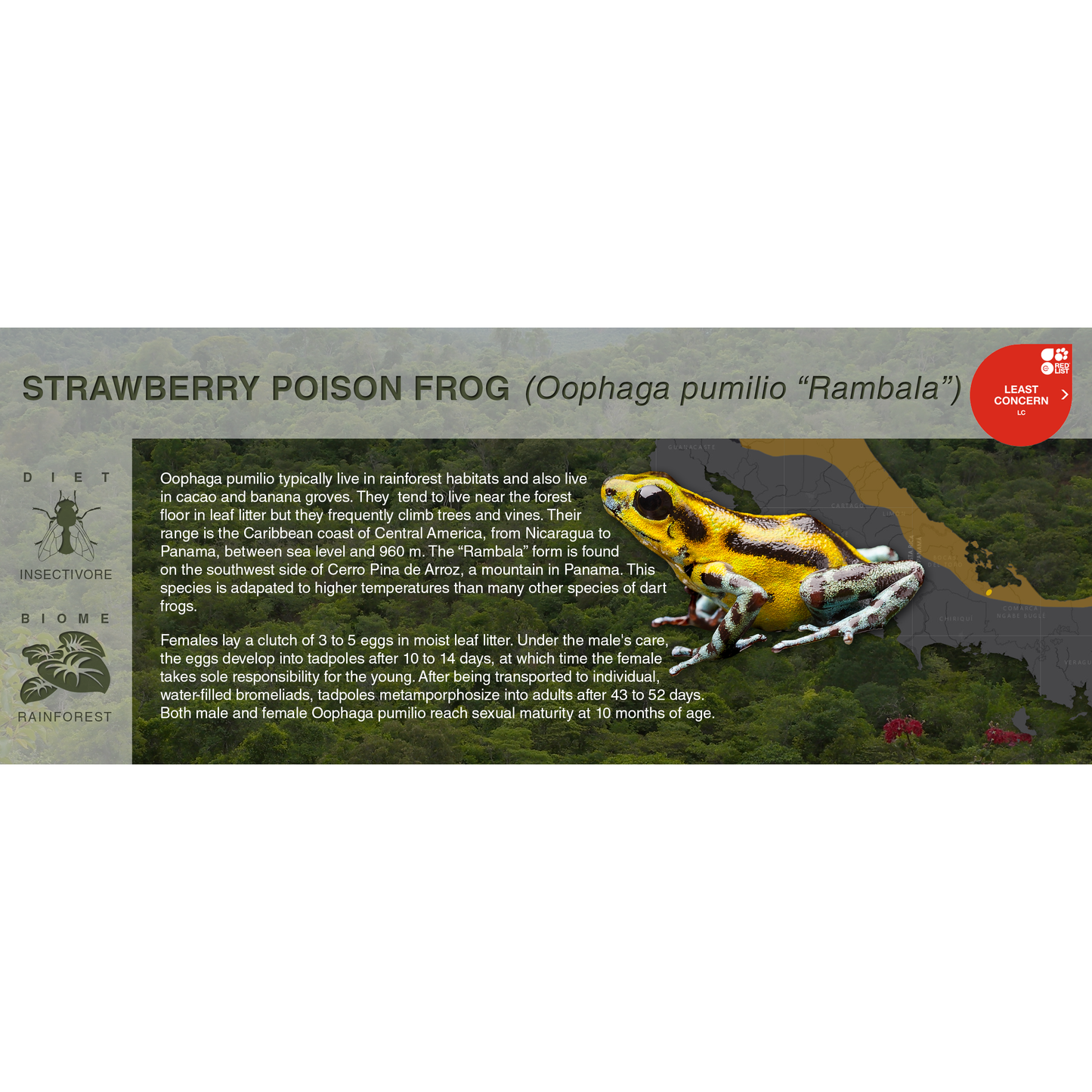 Strawberry Poison Frog (Oophaga pumilio) - Black Series Vivarium Label