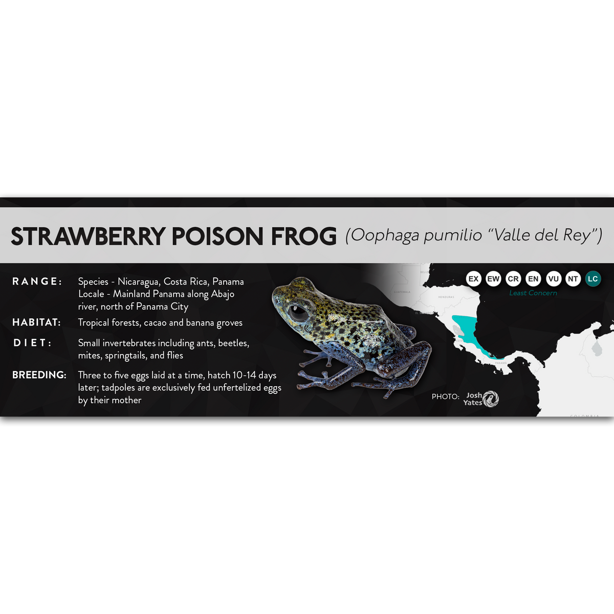 Strawberry Poison Frog (Oophaga pumilio) - X Label